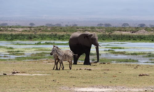 amboseli national park