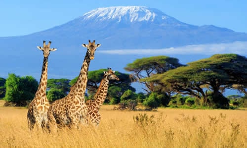 amboseli national park