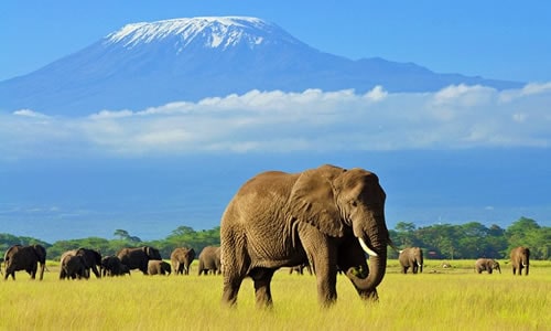 masai mara safaris