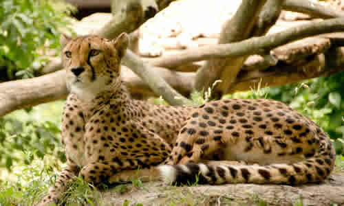 masai mara safaris