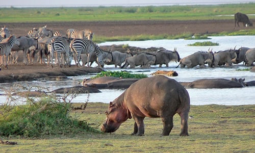 lake manyara national park