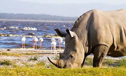 masai mara safaris