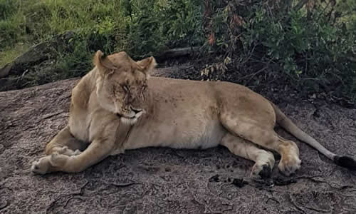 maasai mara national park