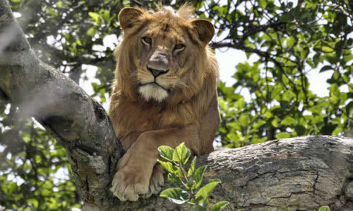 masai mara safaris