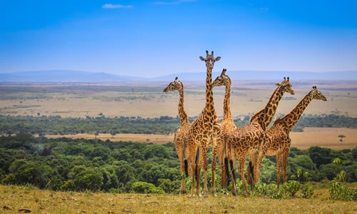 maasai mara park