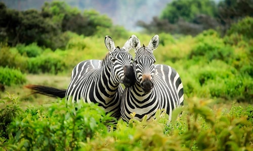 maasai mara national park