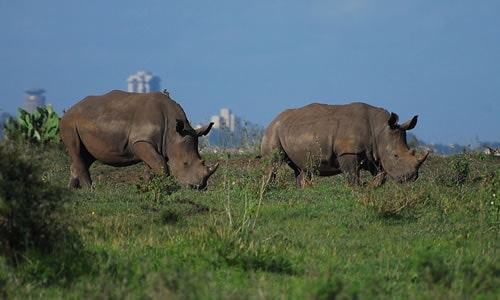 nairobi national park