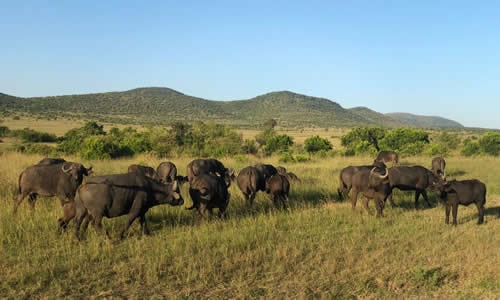ngorongoro national park safaris