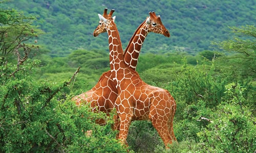 samburu national park safaris