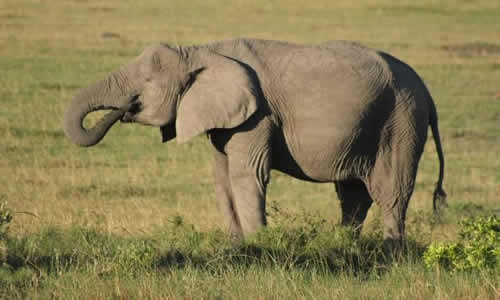 samburu safaris