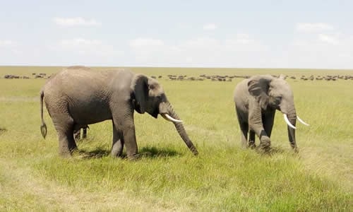 serengeti national park wildebeest migration
