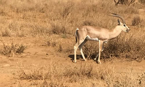 serengeti national park