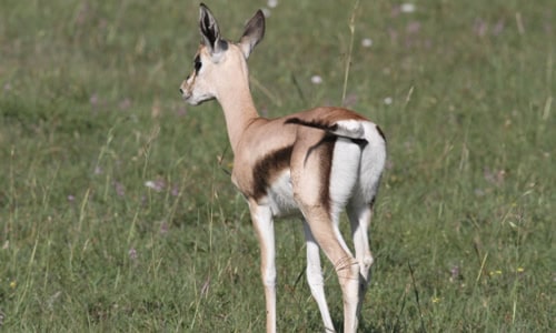 serengeti national park safaris