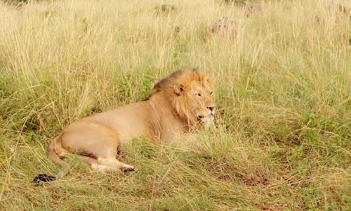 serengeti national park tours