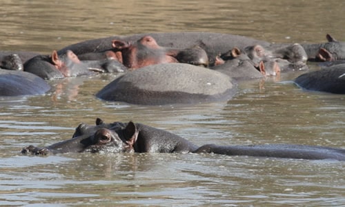 masai mara safaris