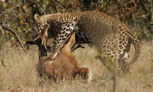 tarangire national park