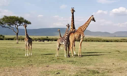 tarangire luxury lodge safaris