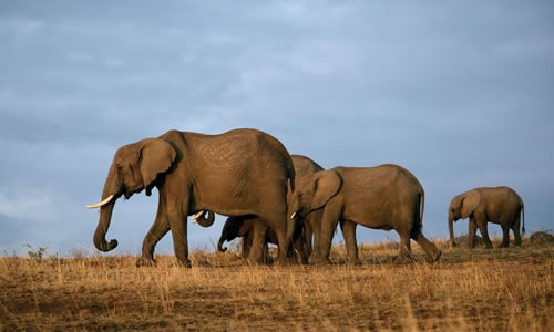 tsavo west national park